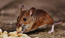 24 Hour & Emergency Exterminators in Bentonville, AR